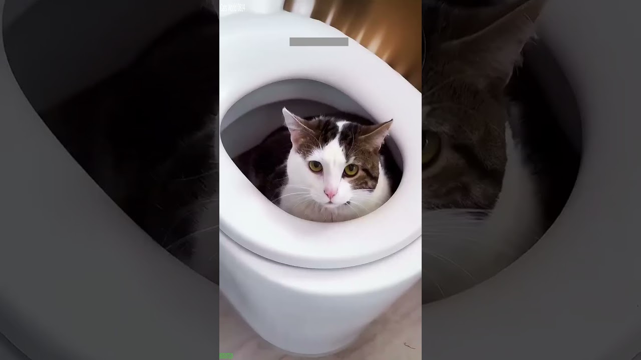 Funniest Cat 😸 cats meowing 😾 # Episode 4219