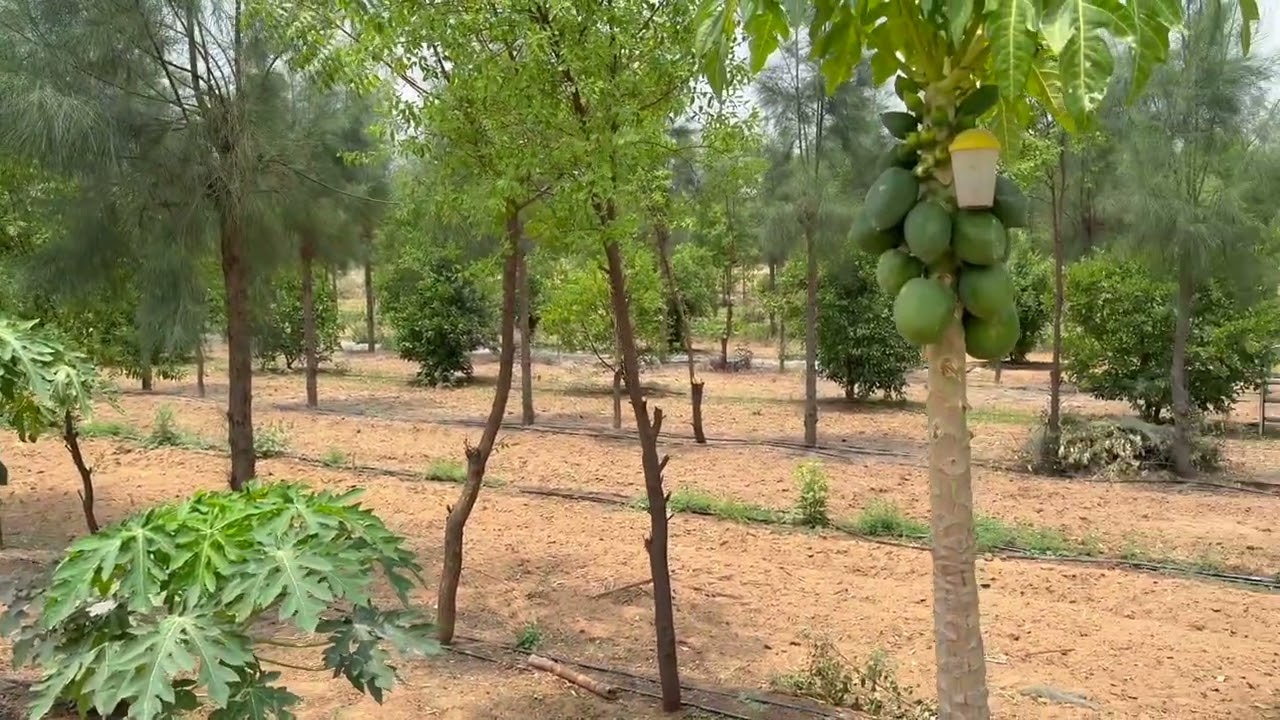 Kinaya Organic farm