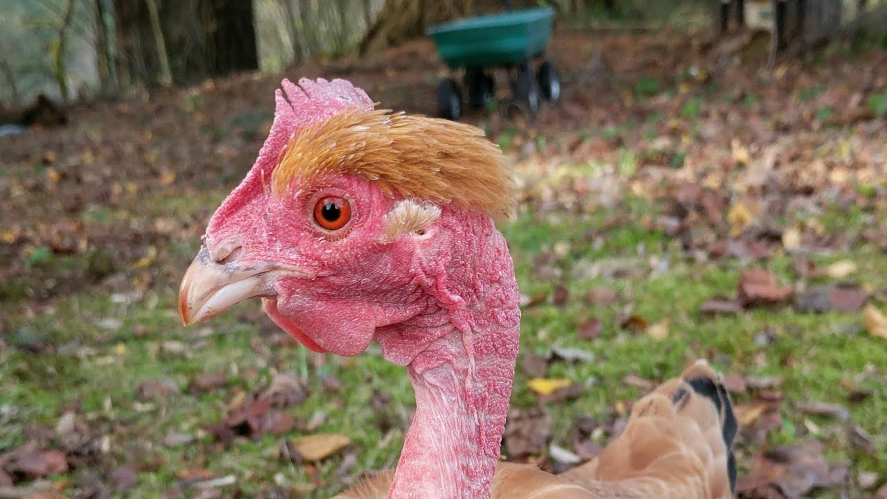 Turkens! Everything you need to know! #chicken #cute #love #knowledge #knowledgeispower