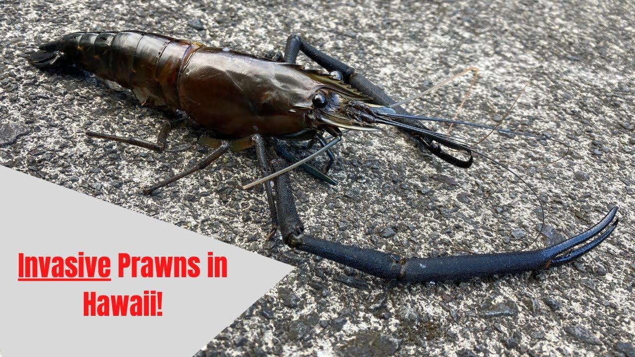 Spearing Tahitian Prawns in Hawaii! || Big Island River Dives!