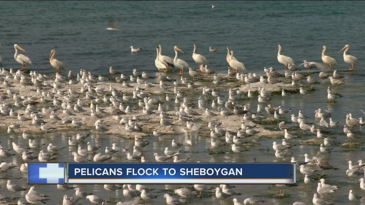 Pelicans flock to Sheboygan lakefont