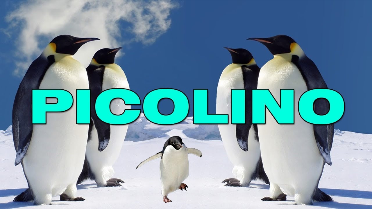 O SURTO DOS PICOLINOS