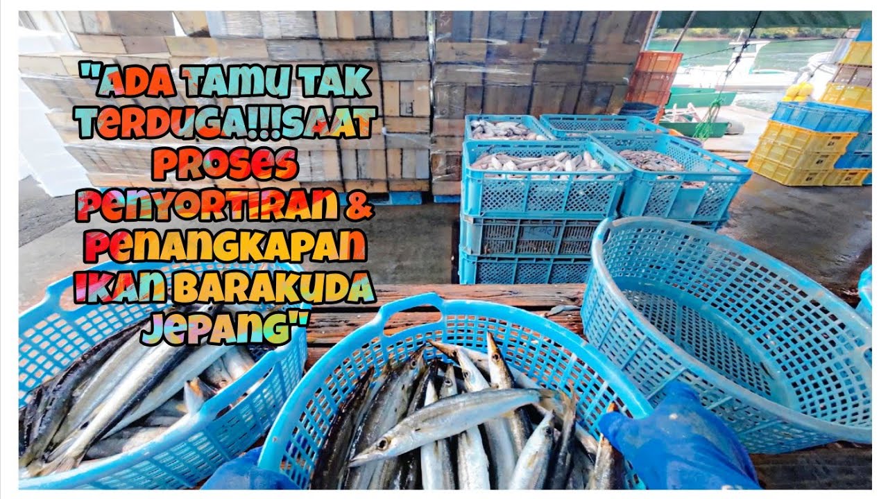 PROSES PENANGKAPAN & PENYORTIRAN IKAN BARAKUDA JEPANG.Tak terduga ada CUMI CUMI masuk JARING juga!!!