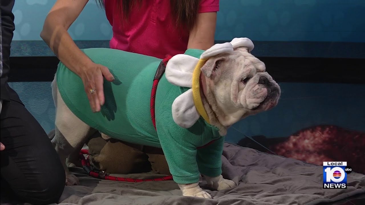 Adopt A Pet: Meet Albert