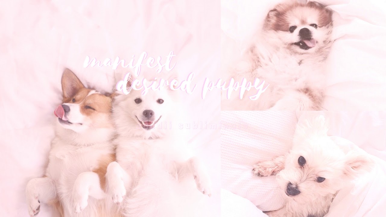 —❝manifest desired puppy❞ ♡ subliminal - candii ♡