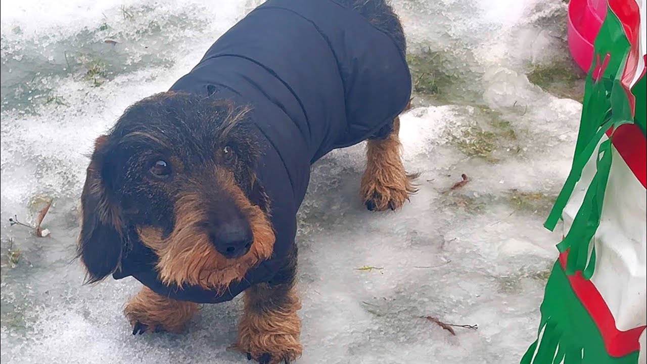 Dachshund Teddy: Something Is Very Wrong. 😂