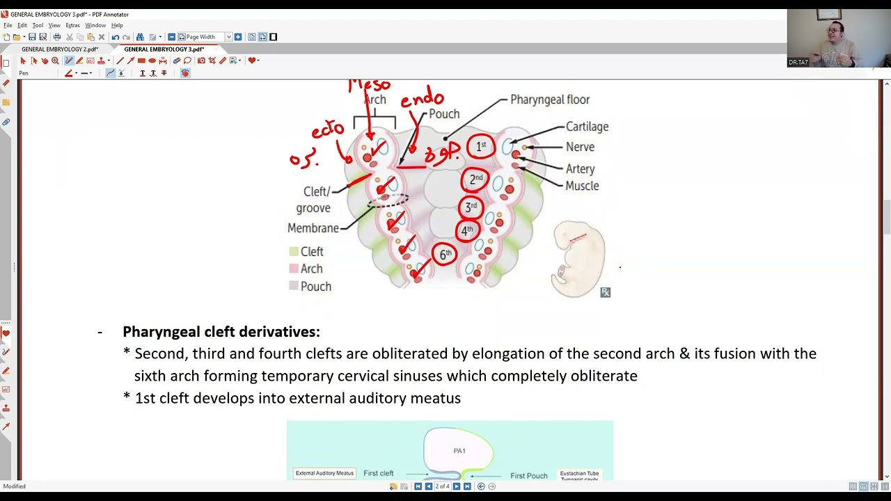 TA7 USMLE STEP 1: GENERAL EMBRYOLOGY LAST