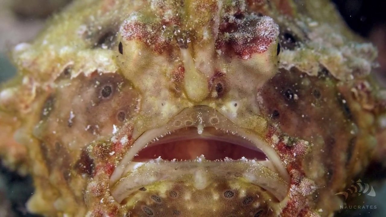 Faszinierende Einblicke in die Unterwasserwelt von Anilao