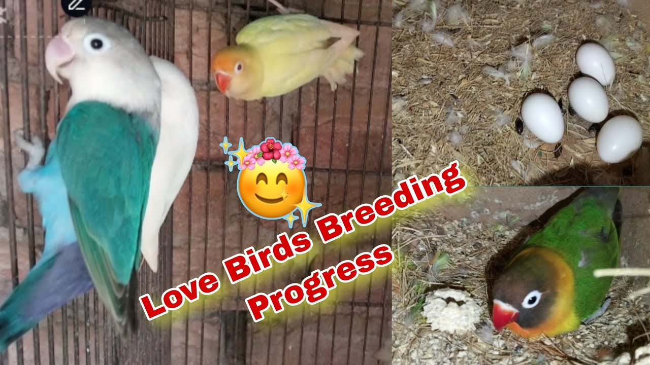 Love Birds Breeding Progress Today | Love Bird Farming | Tota Farming Business | Pets Vlog 