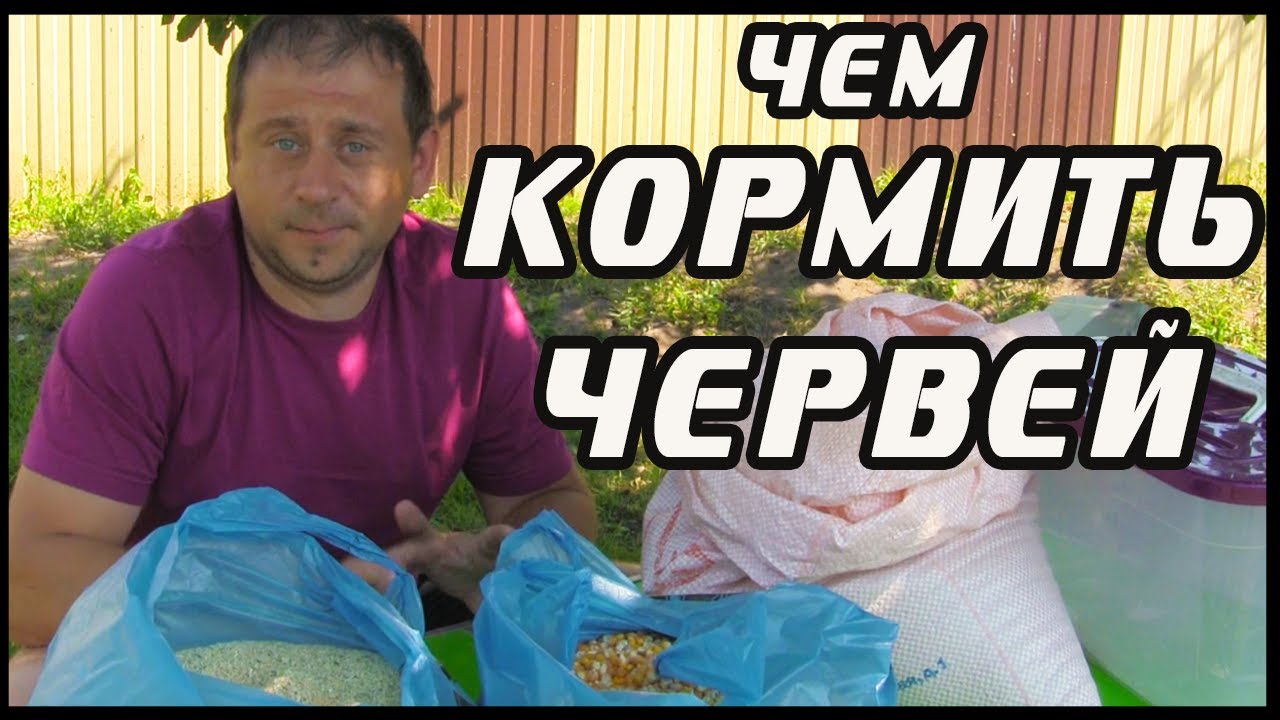 Чем кормить червей дендробена.