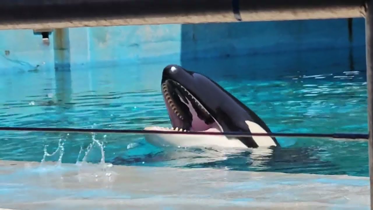 SeaWorld San Antonio - Orcas - 2023/2024