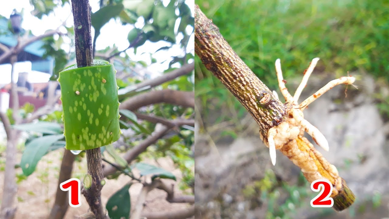 Kỹ Thuật Chiết Cành Bưởi Đảm Bảo Ra Rễ và Sống 100% - Áp dụng được cho tất cả các loại cây
