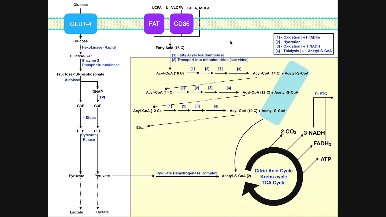 BASICS of Fatty Acid Metabolism [Part 1] | Lipolysis, Transport, & Import
