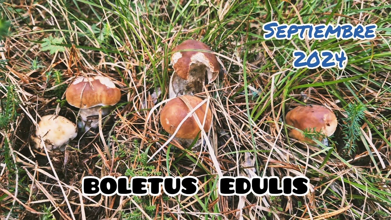 PRIMEROS BOLETUS EDULIS DE OTOÑO DE 2024 🍄