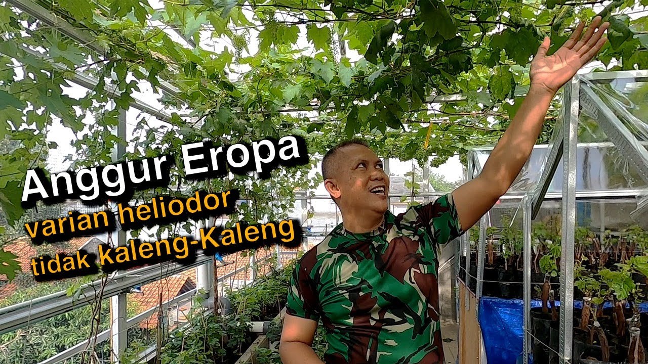 ANGGUR EROPA VARIAN HELIODOR TIDAK KALENG-KALENG