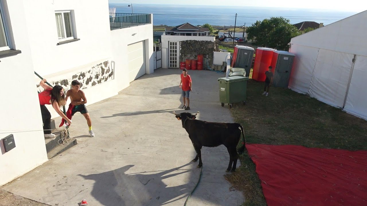 Vacada de HF nas Cinco Ribeiras-Ilha Terceira (2024-08-14)