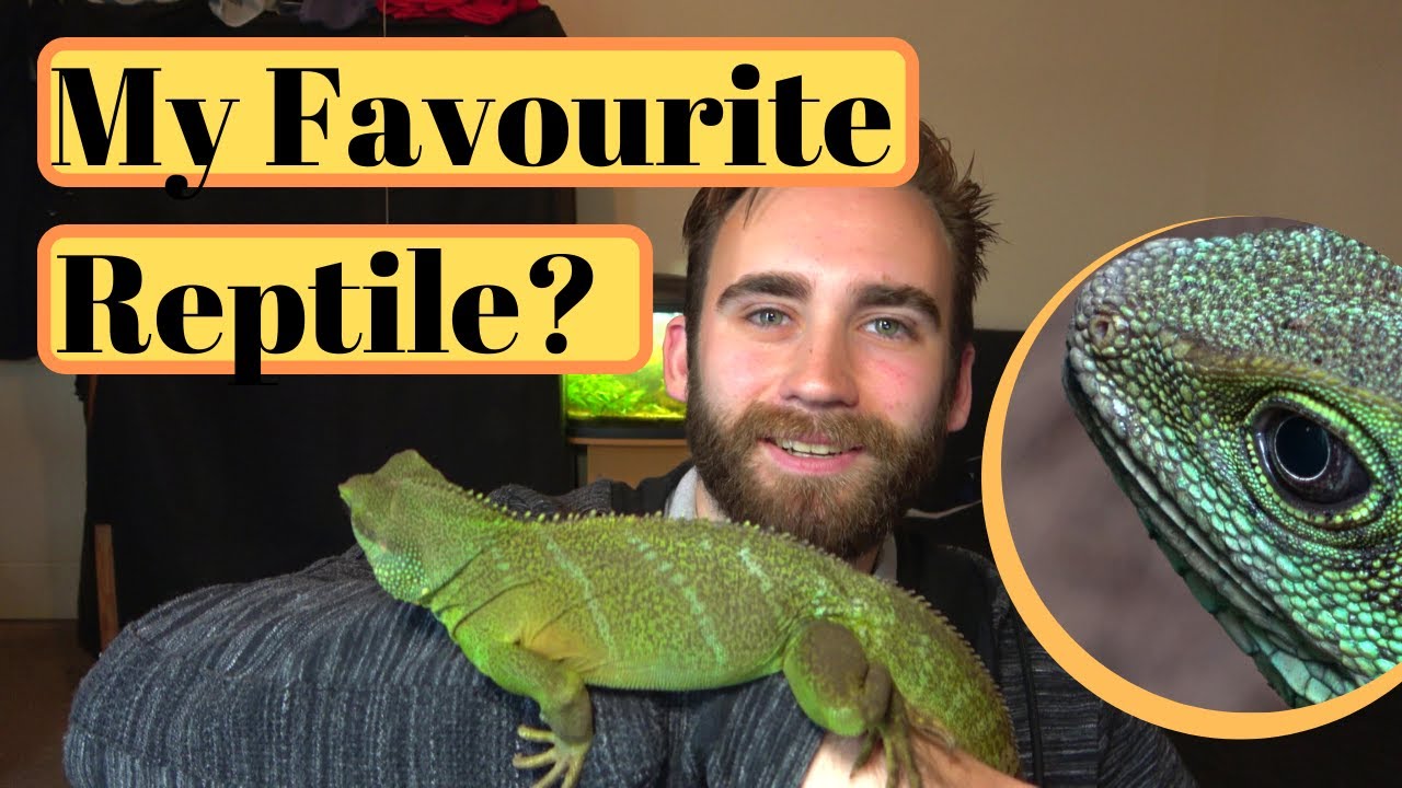 All About Chinese Water Dragons