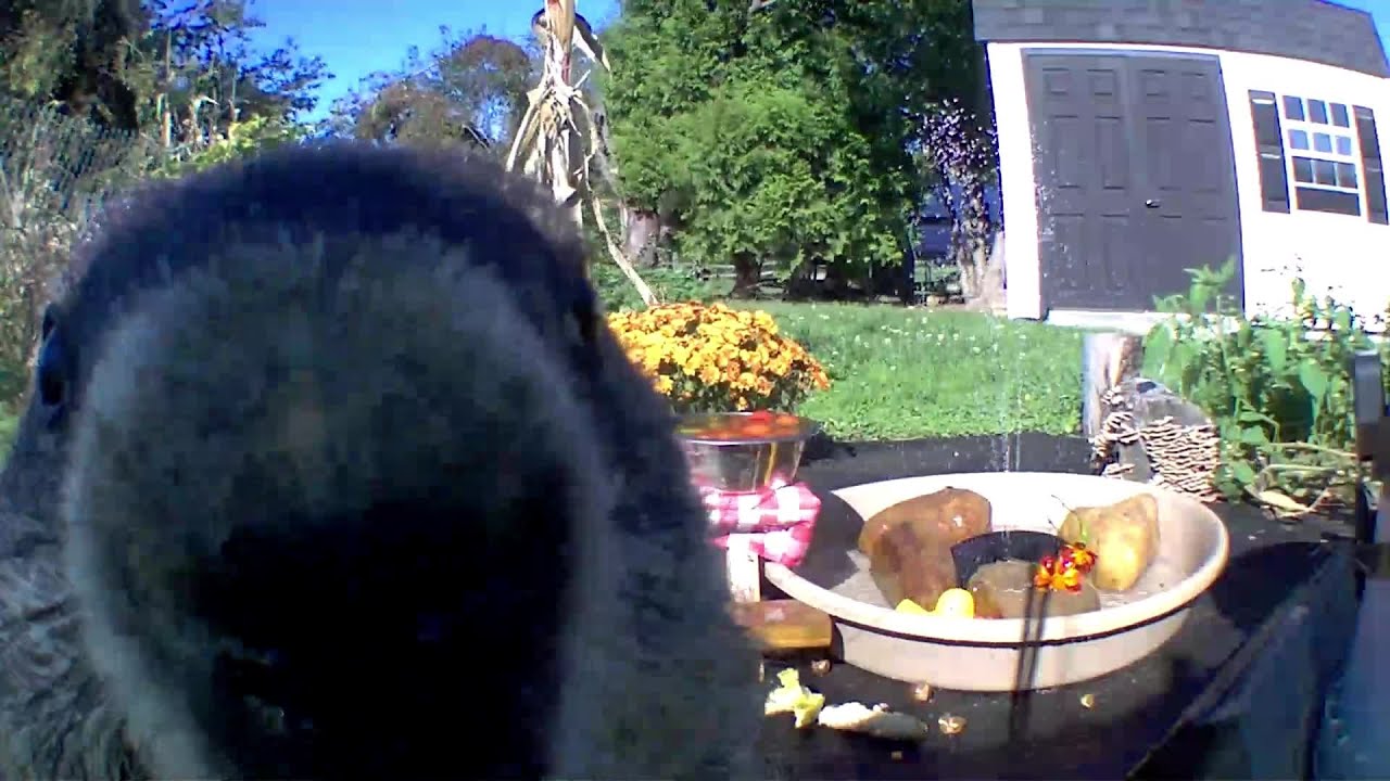 Peekaboo Stare Down