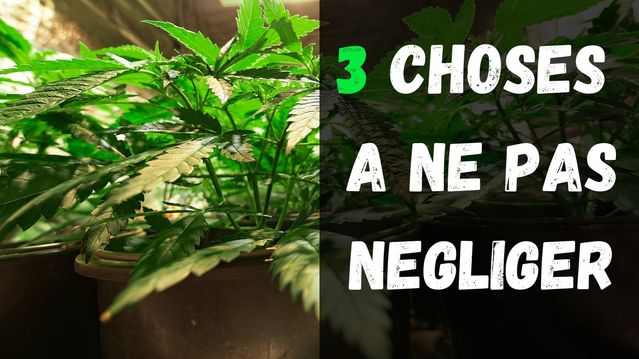 3 &Eacute;L&Eacute;MENTS &Agrave; NE PAS N&Eacute;GLIGER DANS UNE CULTURE INDOOR