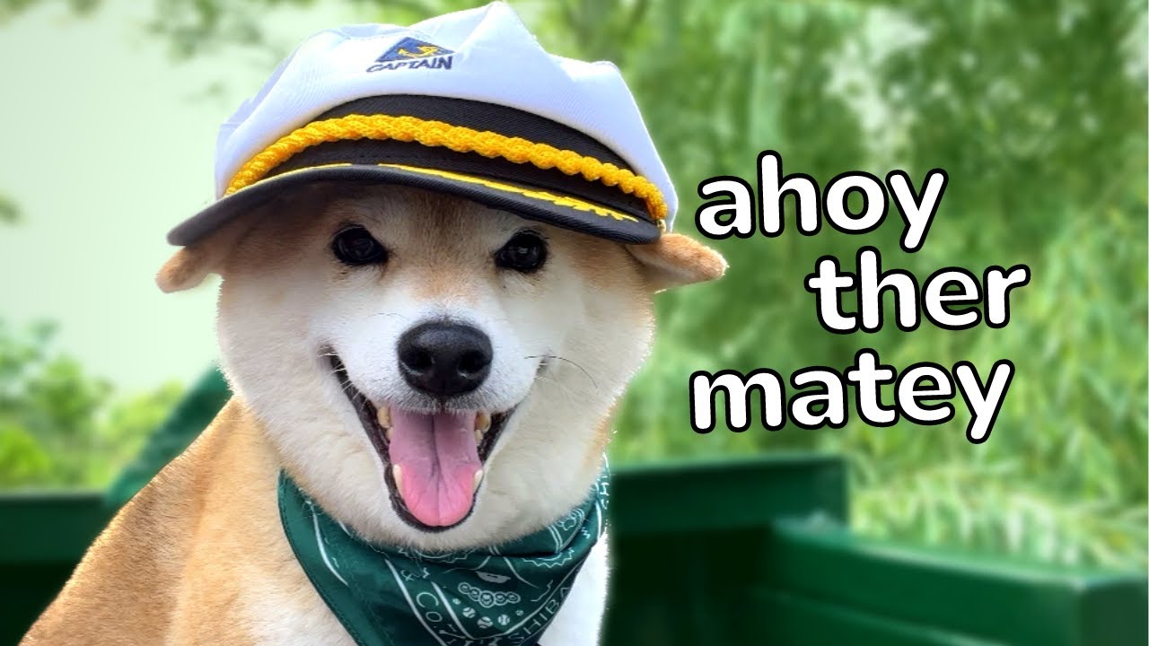 This Shiba is a Boat Captain ⚓️
