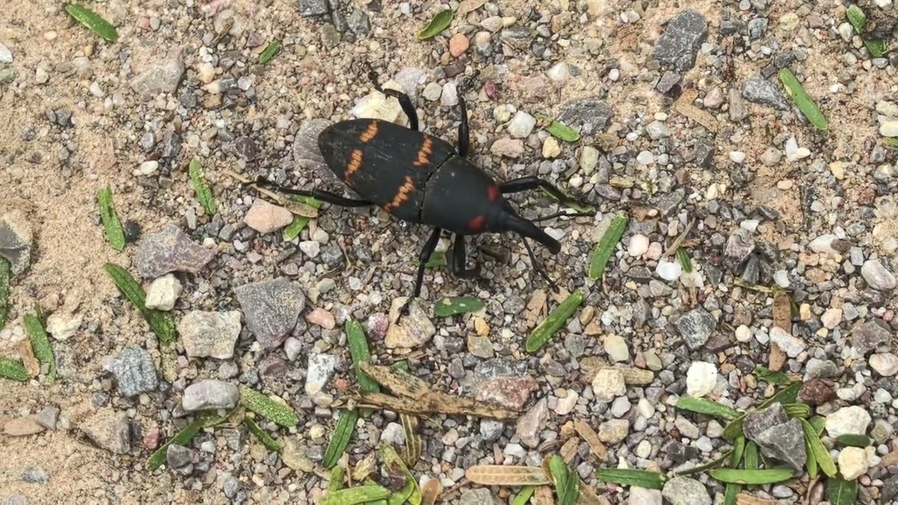 Escarabajo de Tula, Hidalgo.