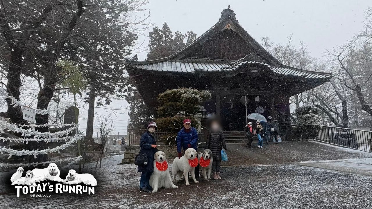 雪の中みんなで初詣へ行ったアランとベルとリリーです　Great Pyrenees　グレートピレニーズ