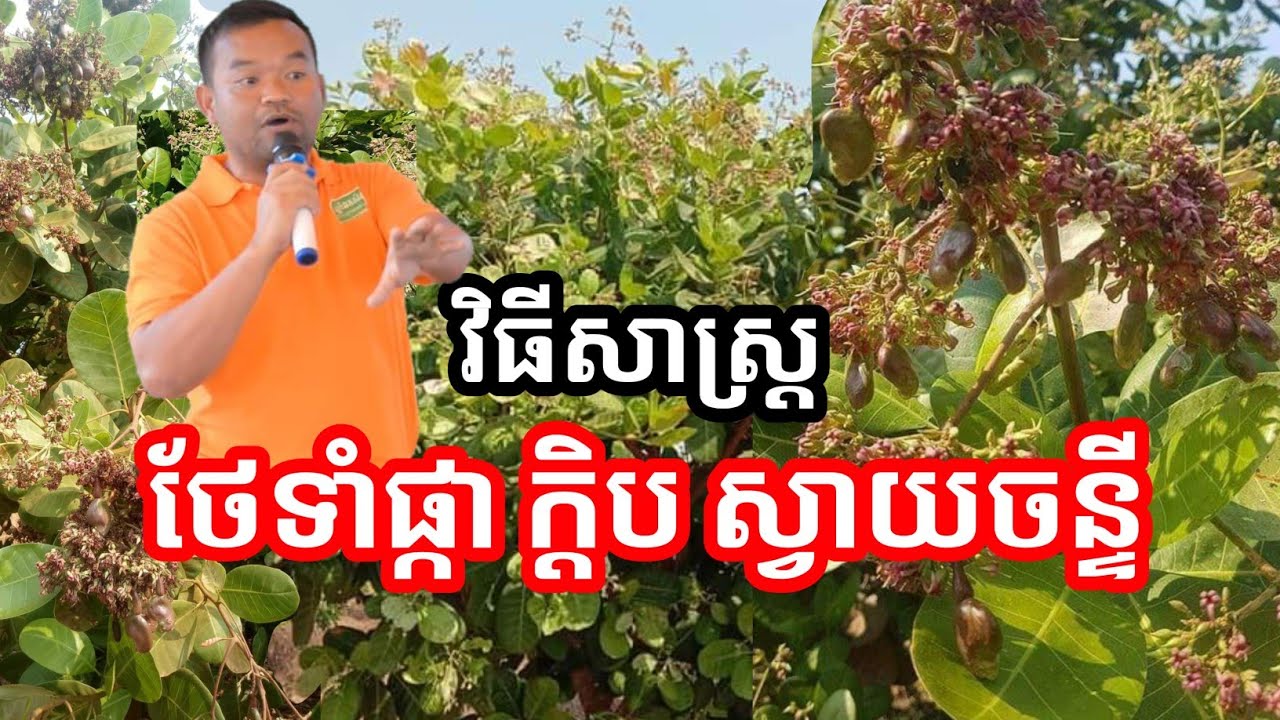 វិធីសាស្ត្រថែទាំ ផ្កា ក្តិប ស្វាយចន្ទី | បកស្រាយដោយ លោកគ្រូ ពេទ្យទូច