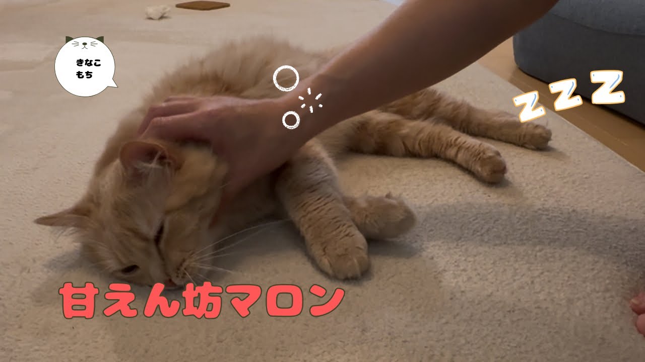 今日は超甘えん坊な可愛いマロン❣️