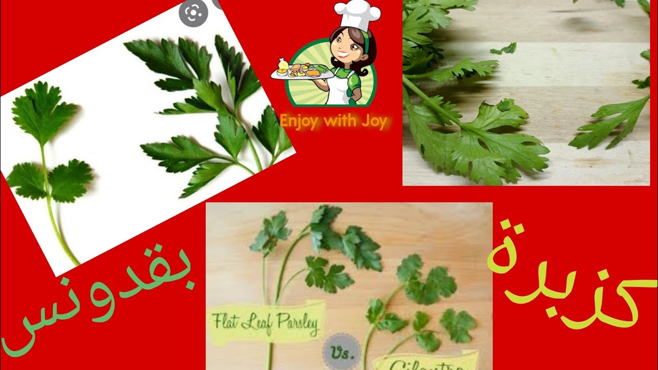 الفرق بين البقدونس و الكزبرة الخضراء