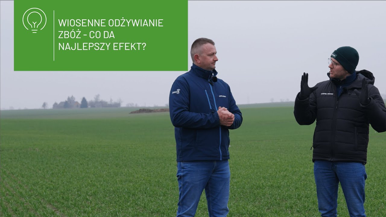 🌱 Wiosenne odżywianie zbóż – co da najlepszy efekt? 🌱