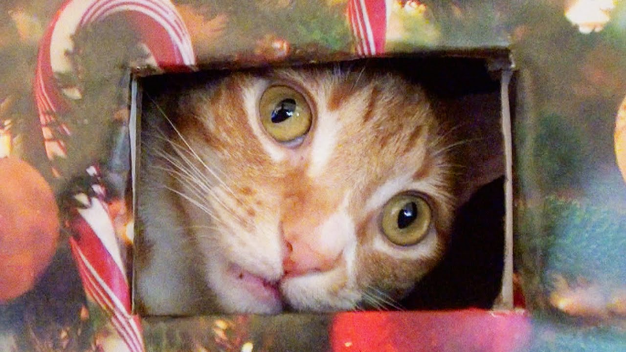 How To Make a Cat Proof Christmas Tree!