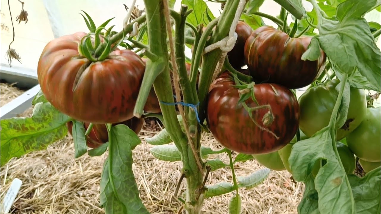 07.08.23.Дача.Томаты в теплице..хвастаюсь😁