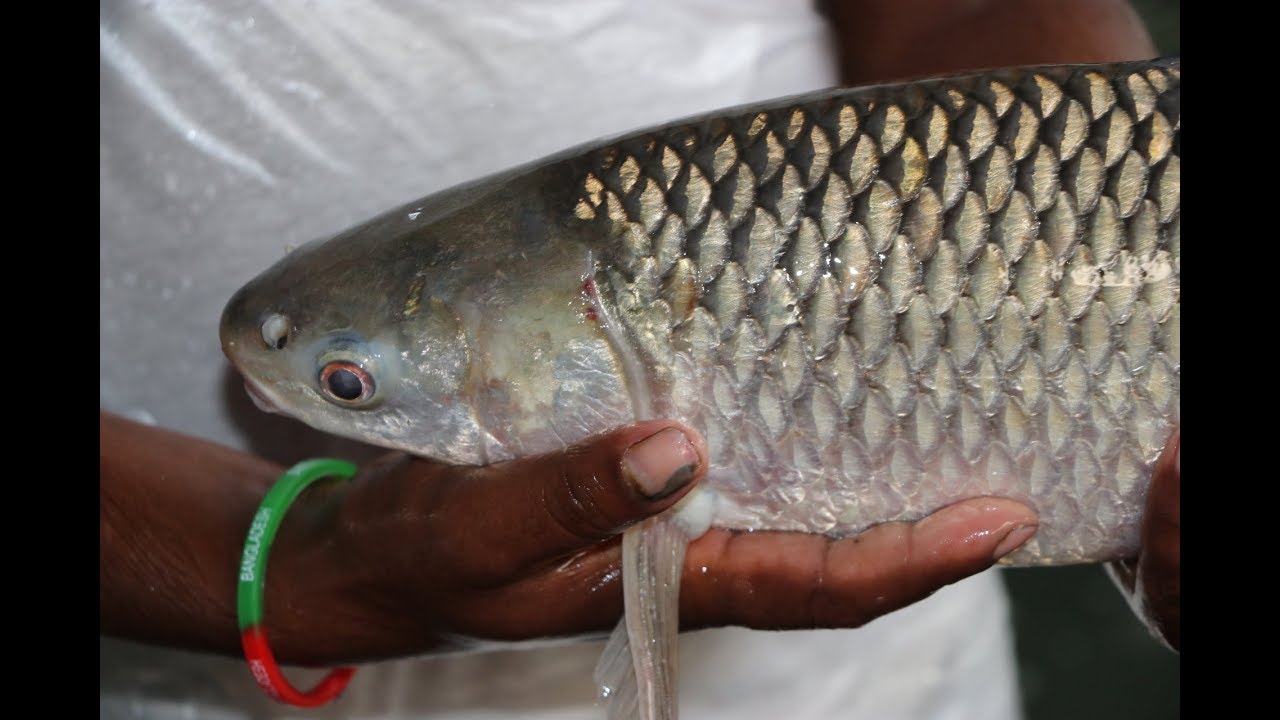 Mrigal fish Breeding  injection pushing