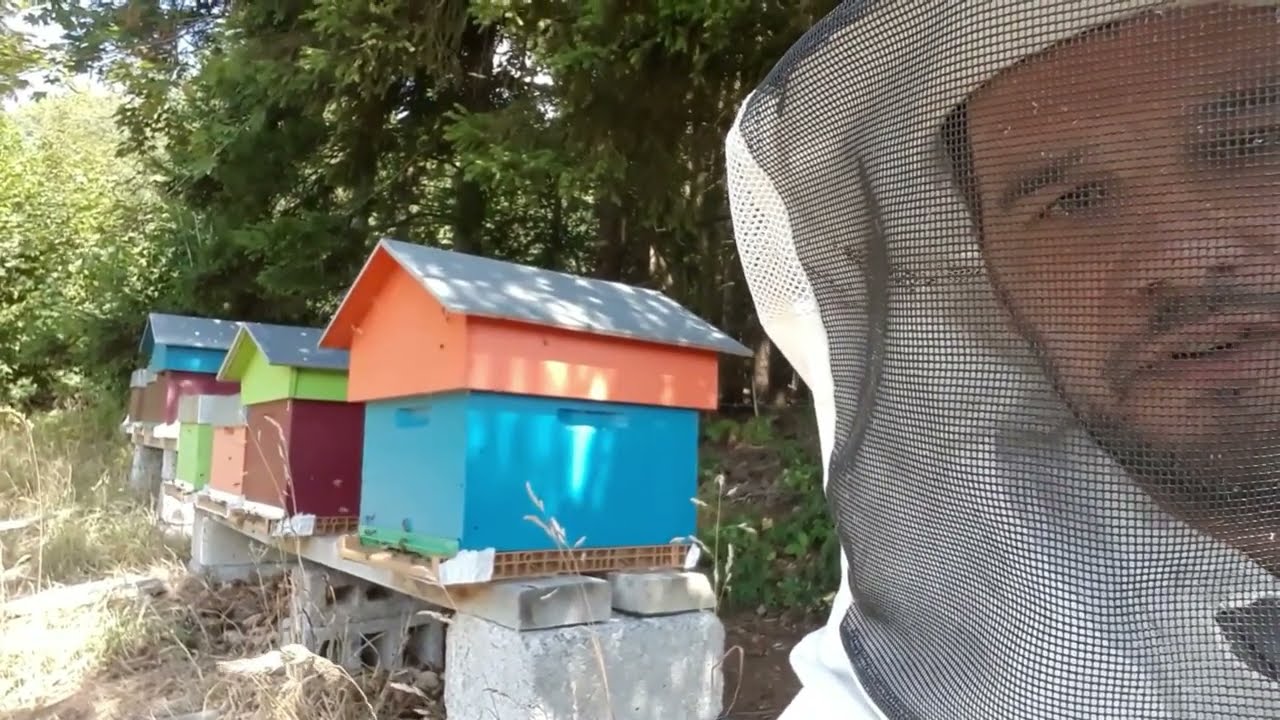 Traitement contre le Varroa avec de l'acide formique