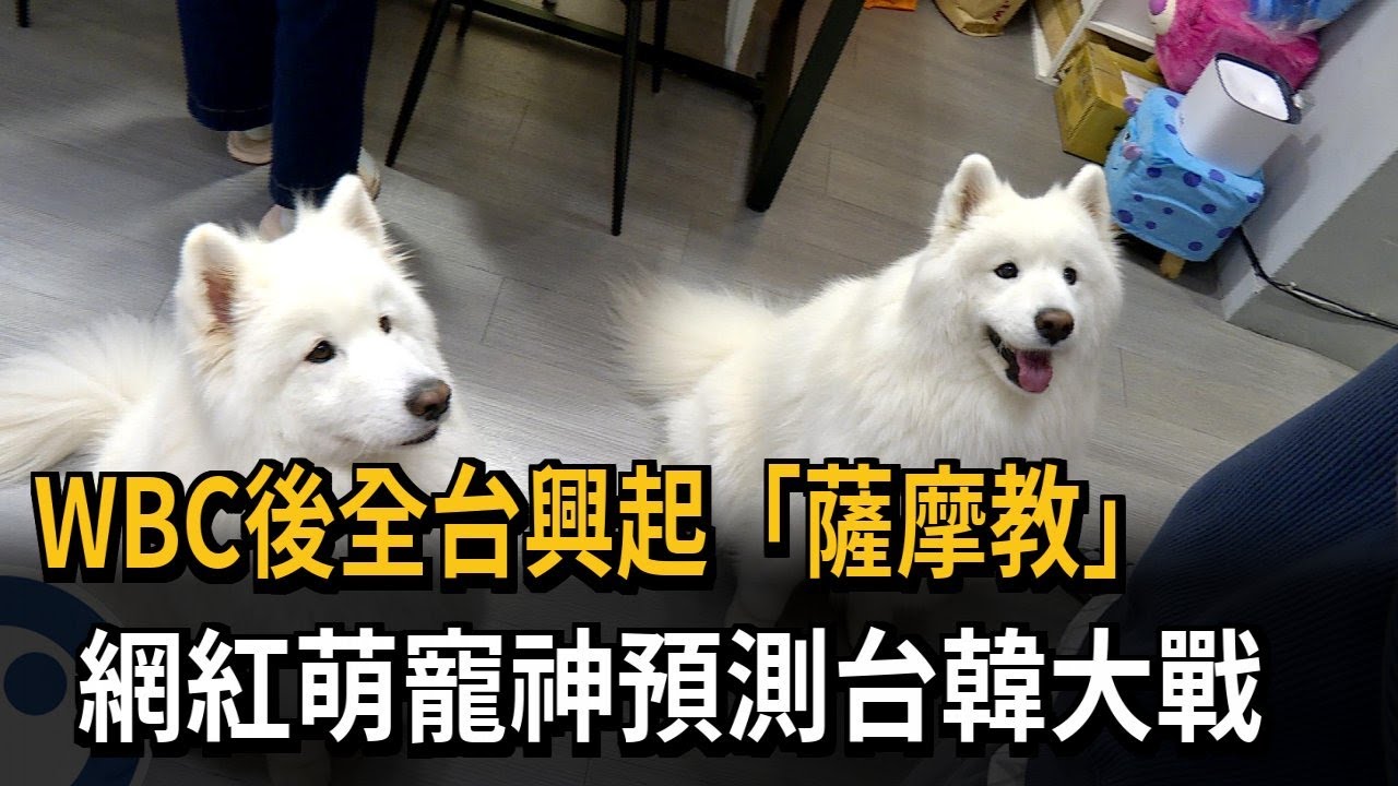 經典神犬！ 神準預測台灣隊四戰結果 網路興起「薩摩教」－民視新聞