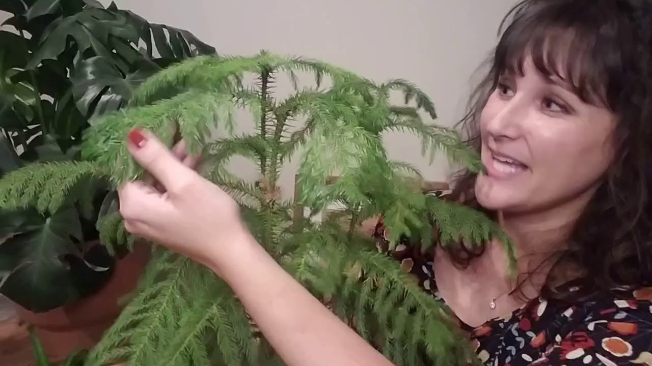 🎄 Norfolk Pine Care | Mini Christmas Tree
