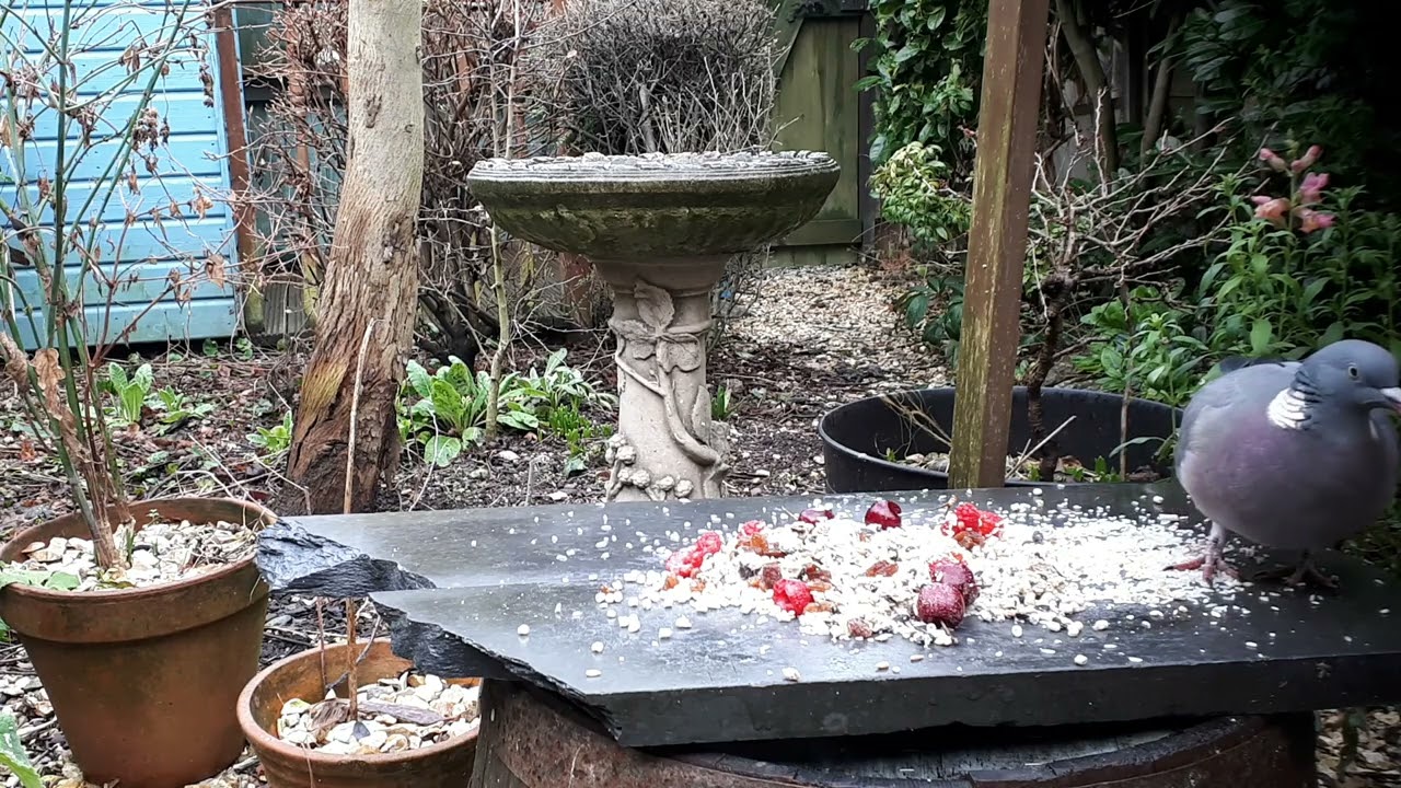 Woodpigeon enjoying fine dining buffet