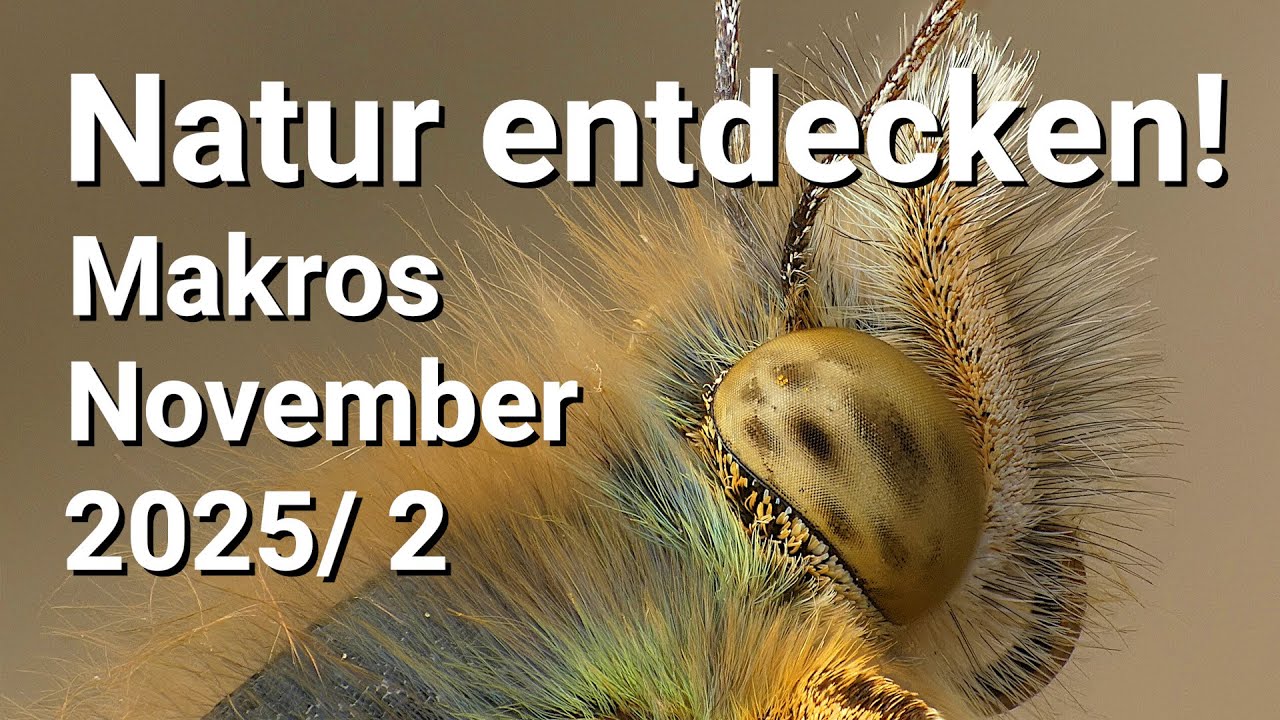 Unglaublich aber wahr: Makromotive im November 2025 Teil 2 - Natur entdecken und kennenlernen!