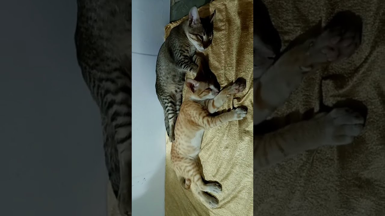 Beautiful kittens sleeping 😴😴😴 #new #cat #just #kitten #newbornkittens #newbornpets #cute 