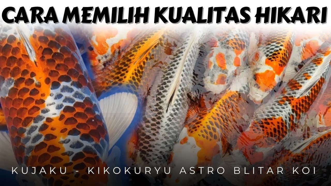 Cara Memilih Ikan Koi Kujaku Yang Bagus❗