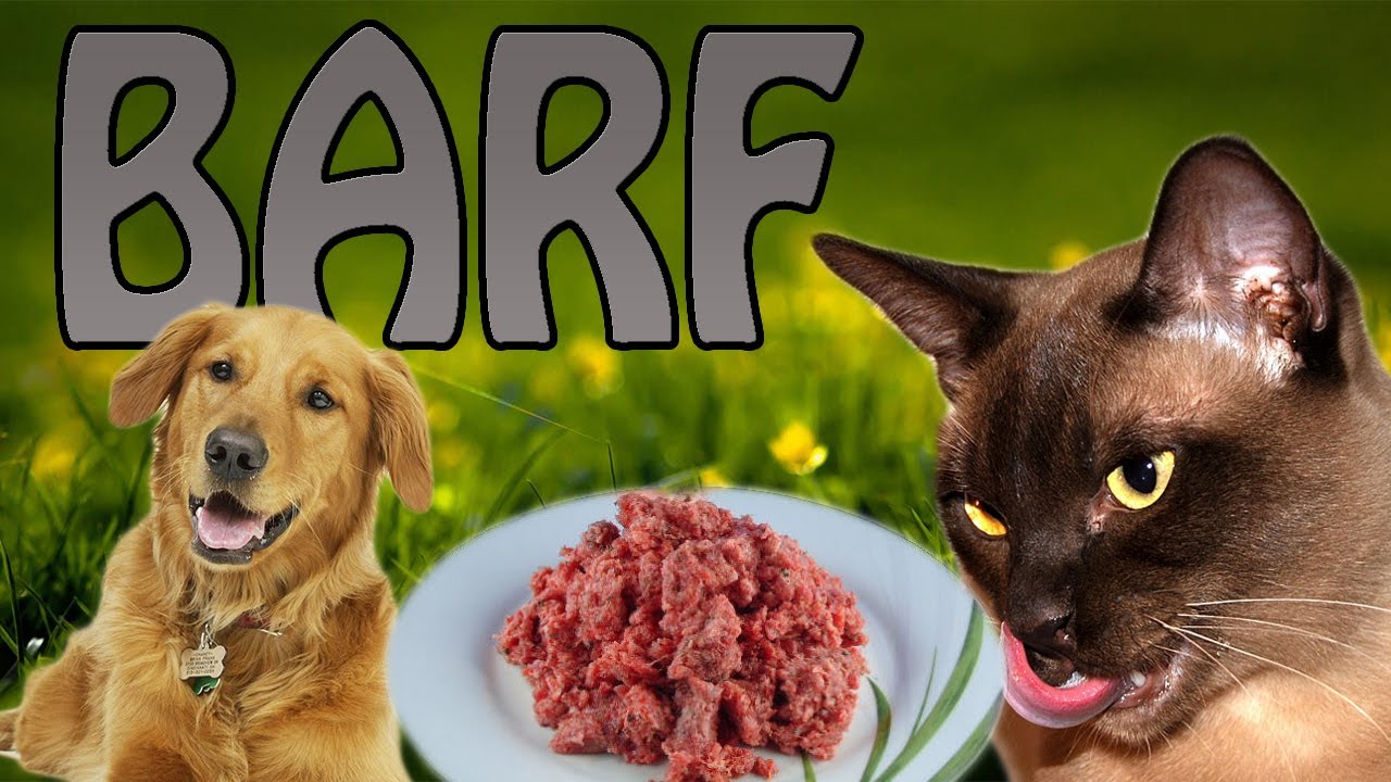 Alles wissenswerte zum Thema BARF! Hunde barfen / Katzen barfen