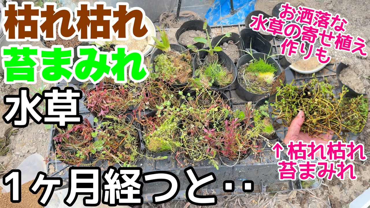 枯れ枯れ、コケまみれ、完全に土に埋めた水草１カ月経つと・・お洒落な水草の寄せ植え！メダカ睡蓮ビオトープ