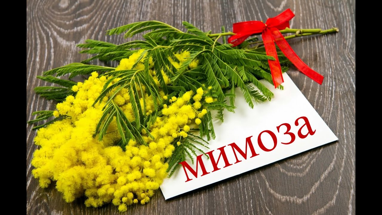 Разговор по теме 1 Мимозы