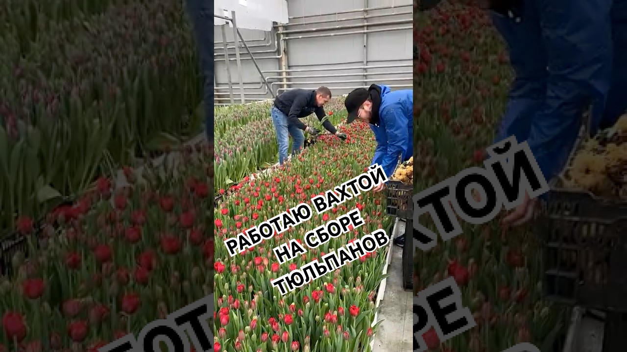 Вахта на тюльпанах