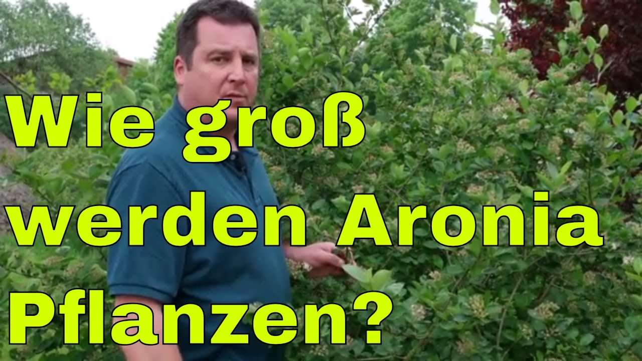 Wie gro&szlig; werden Aronia Pflanzen?