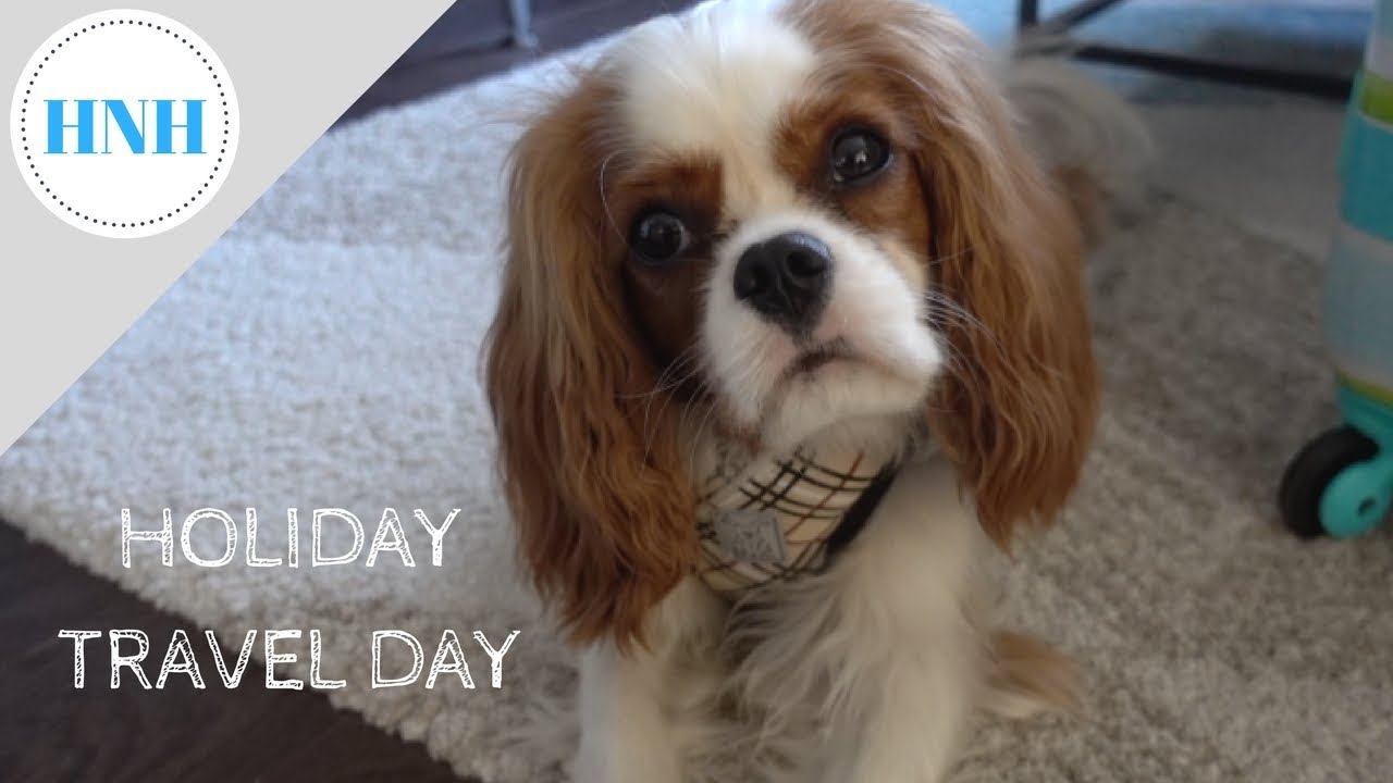 Traveling To The Farm | What's In My Dog's Travel Bag?