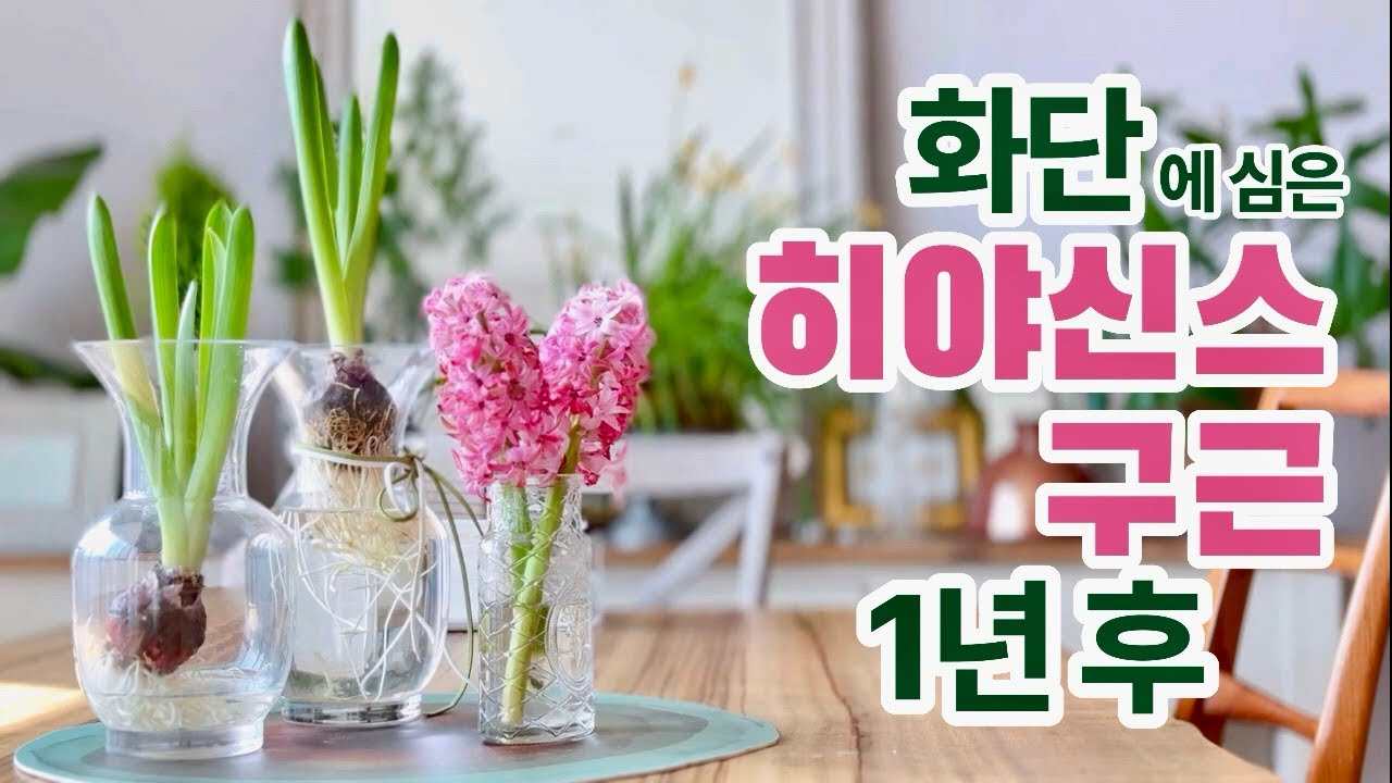 히야신스 구근을 베란다 화단에 뭍었다. 1년 성장 기록. 브이로그 4편 완결편.