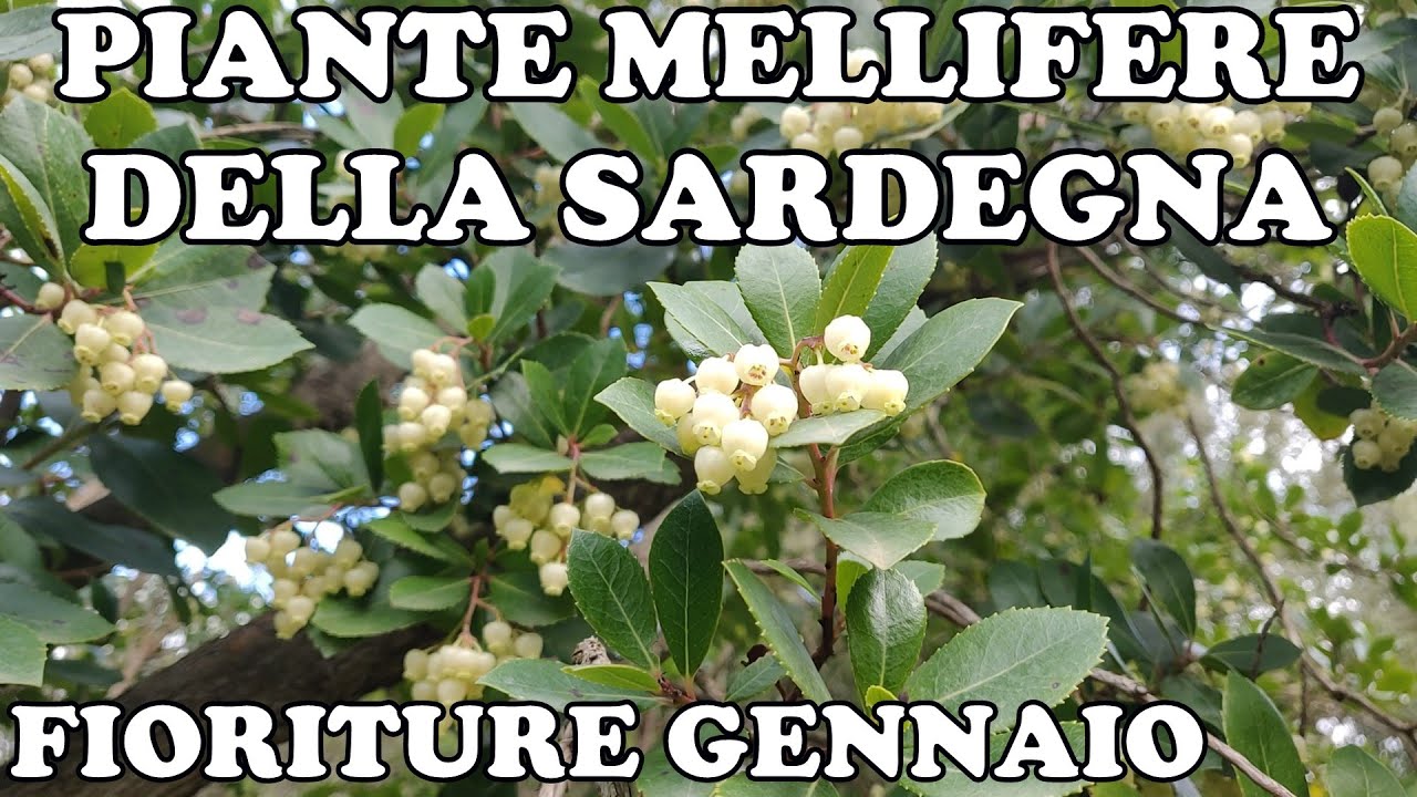 Piante Mellifere della Marmilla, Sardegna - Fioriture Gennaio