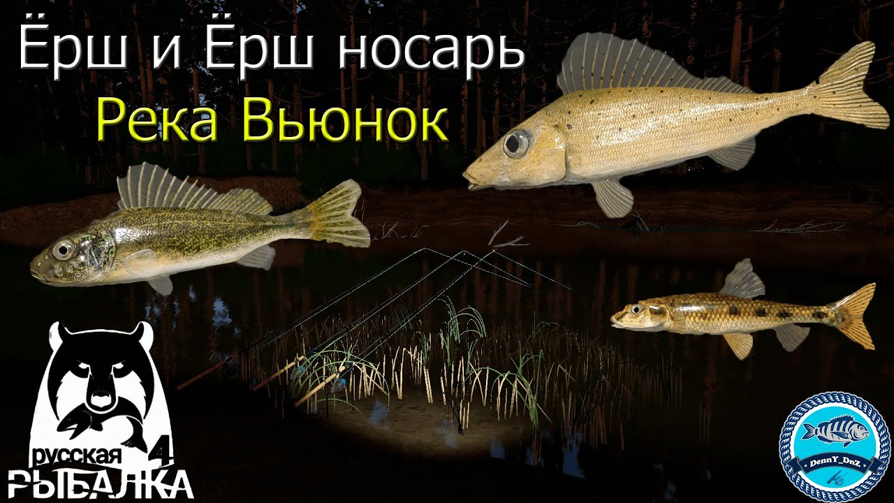 Ёрш носарь и просто ёрш на реке Вьюнок - Русская Рыбалка 4