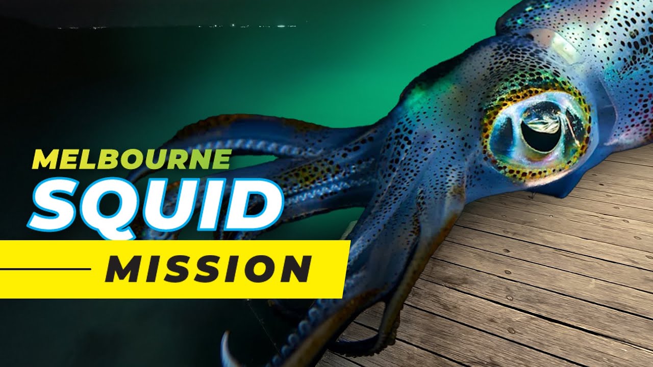 Melbourne Squid Mission !!!